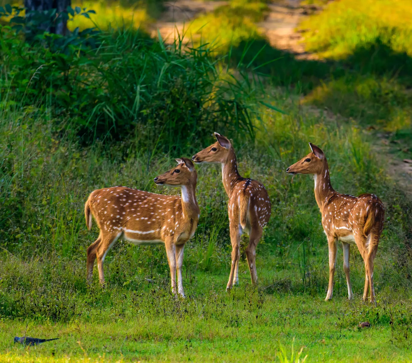 Jim Corbett National Park