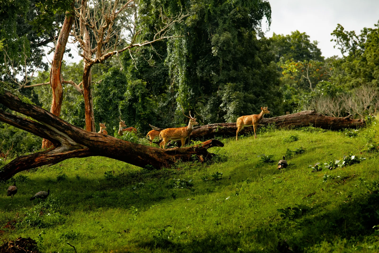 Askot Wildlife Sanctuary